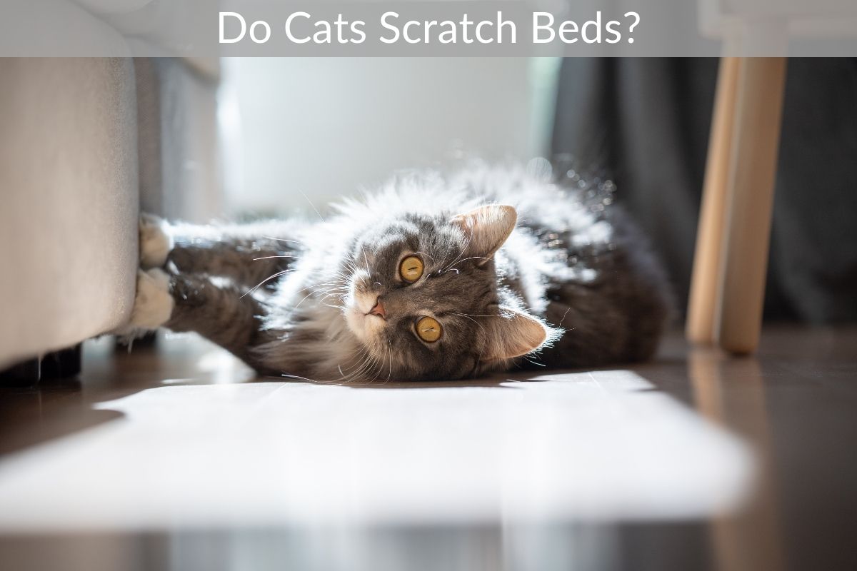 Do Cats Scratch Beds?