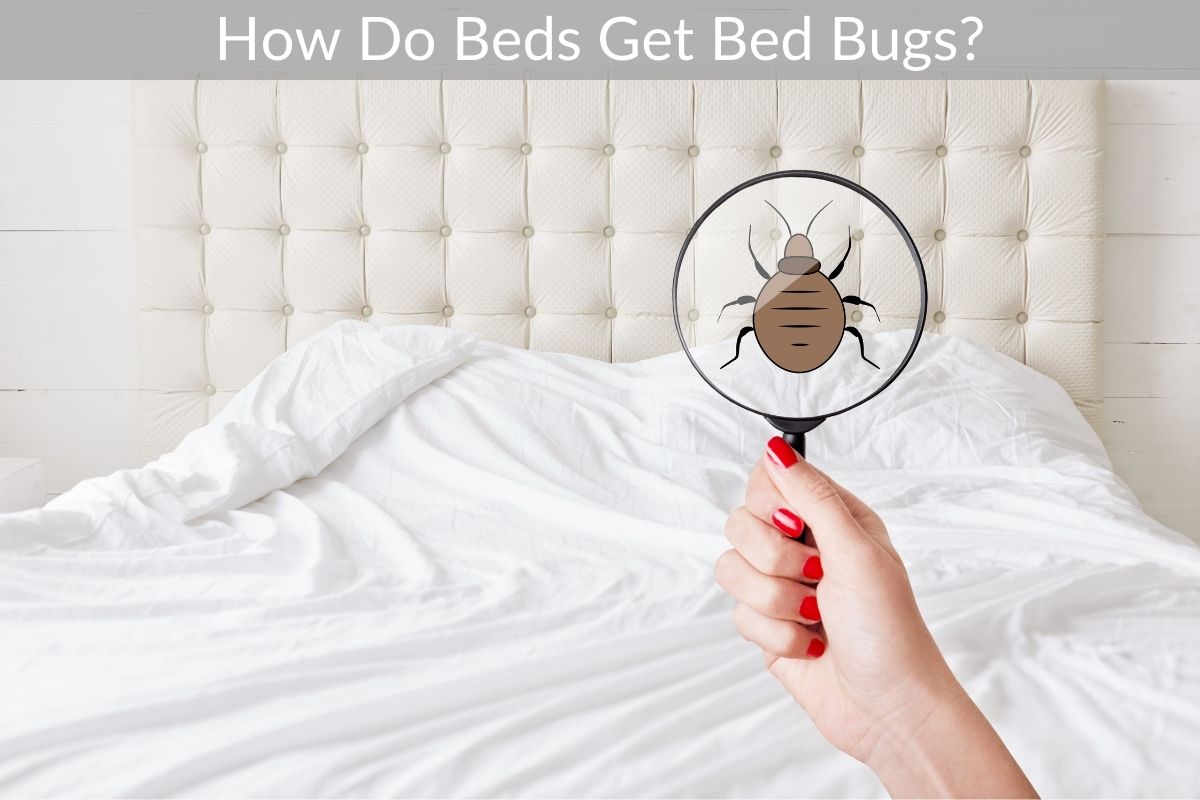 How Do Beds Get Bed Bugs?
